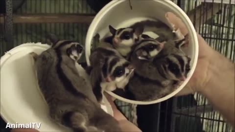 Sugar Gliders- flying-adorably calming