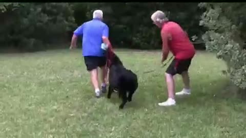 How to make a dog aggressive with a few simple moves