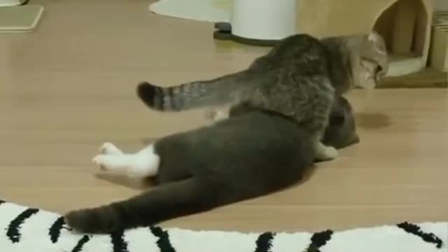 Funniest cats and dogs πΆπ±
