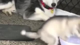 Husky puppy almost drowned in a plate of water