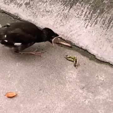 Birds are fed by their parents in their infancy. #shorts