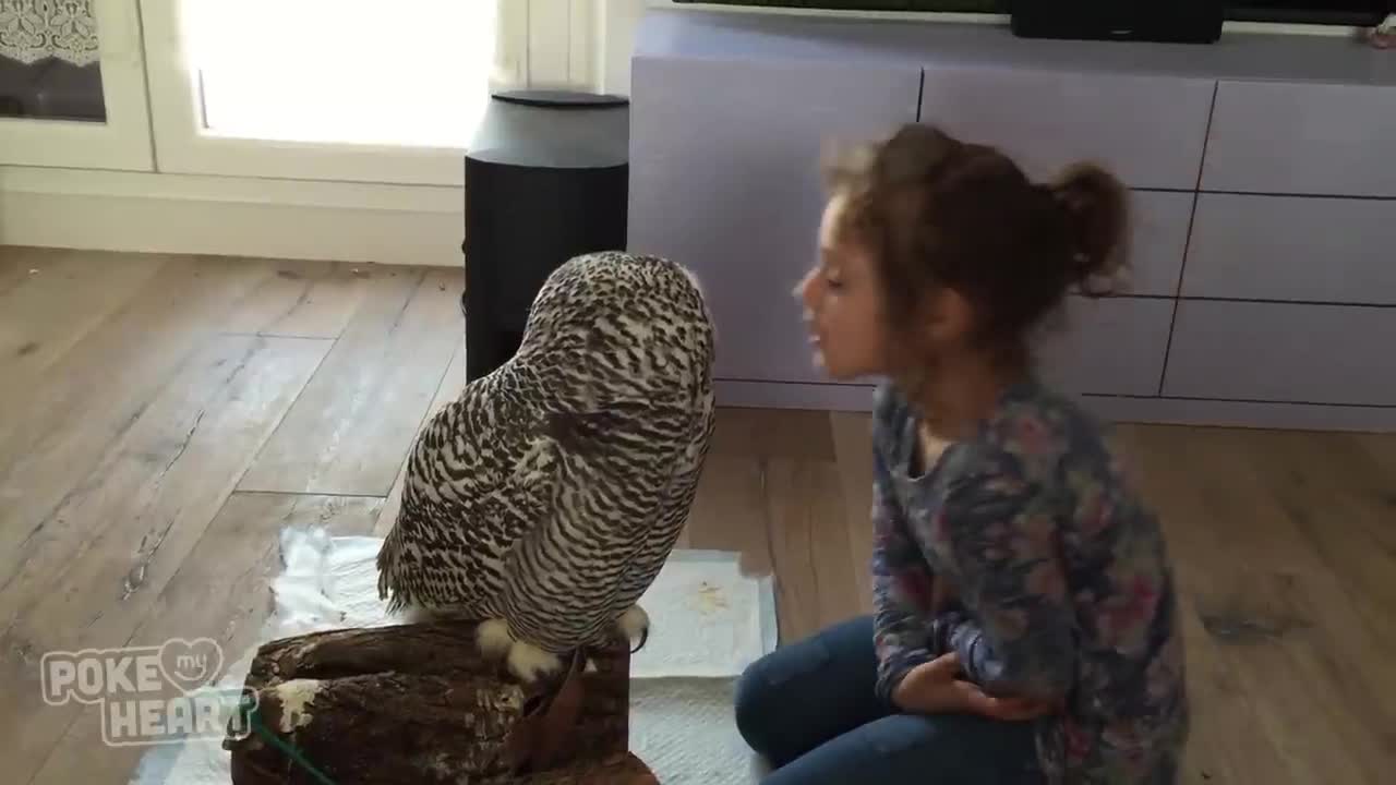 Little Girl and Owl Are Best Friends