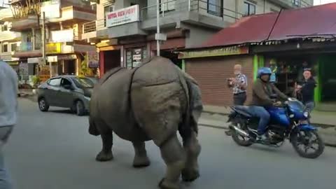 Wild rhino at city