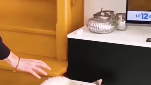 The moment the cat is frightened