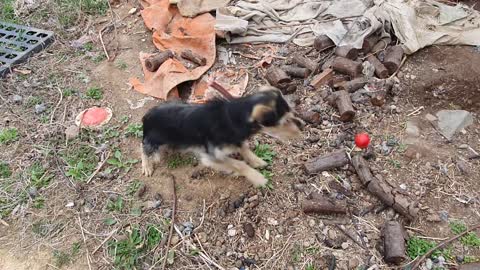 This is my dog ​​eating tomatoes. 