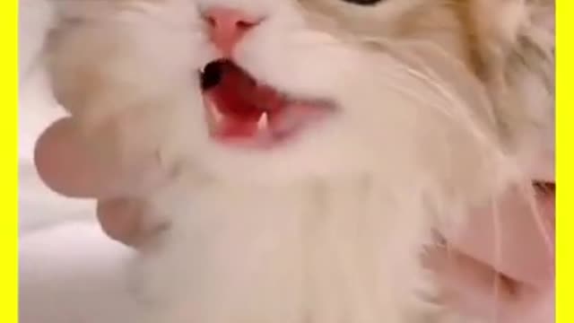 Shorts Funny Animals Shorts Animals