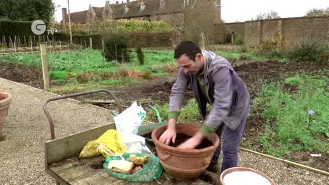 Planting Bulbs