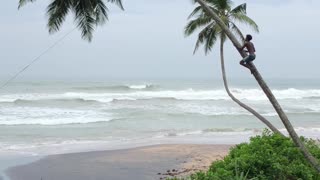 Quest for Coconuts Ends with a Snap