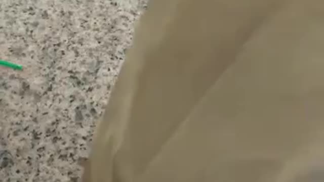 Chicken Souse Prank