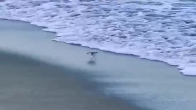 What kind of bird is this? You can run this fast