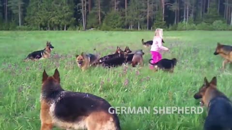 The Best Dog Training