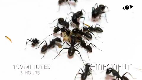 Ants Eating Cricket Timelapse