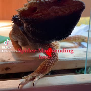 Spider-Man Sending Mad Love!