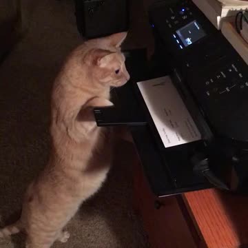 Sneaky Cat Steals Fresh Paper Straight From The Printer