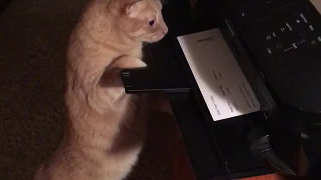 Sneaky Cat Steals Fresh Paper Straight From The Printer