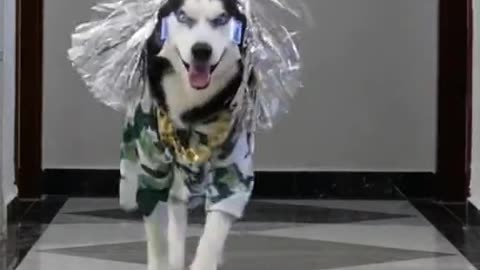 Fashion Showpet Funnyvideos Dog