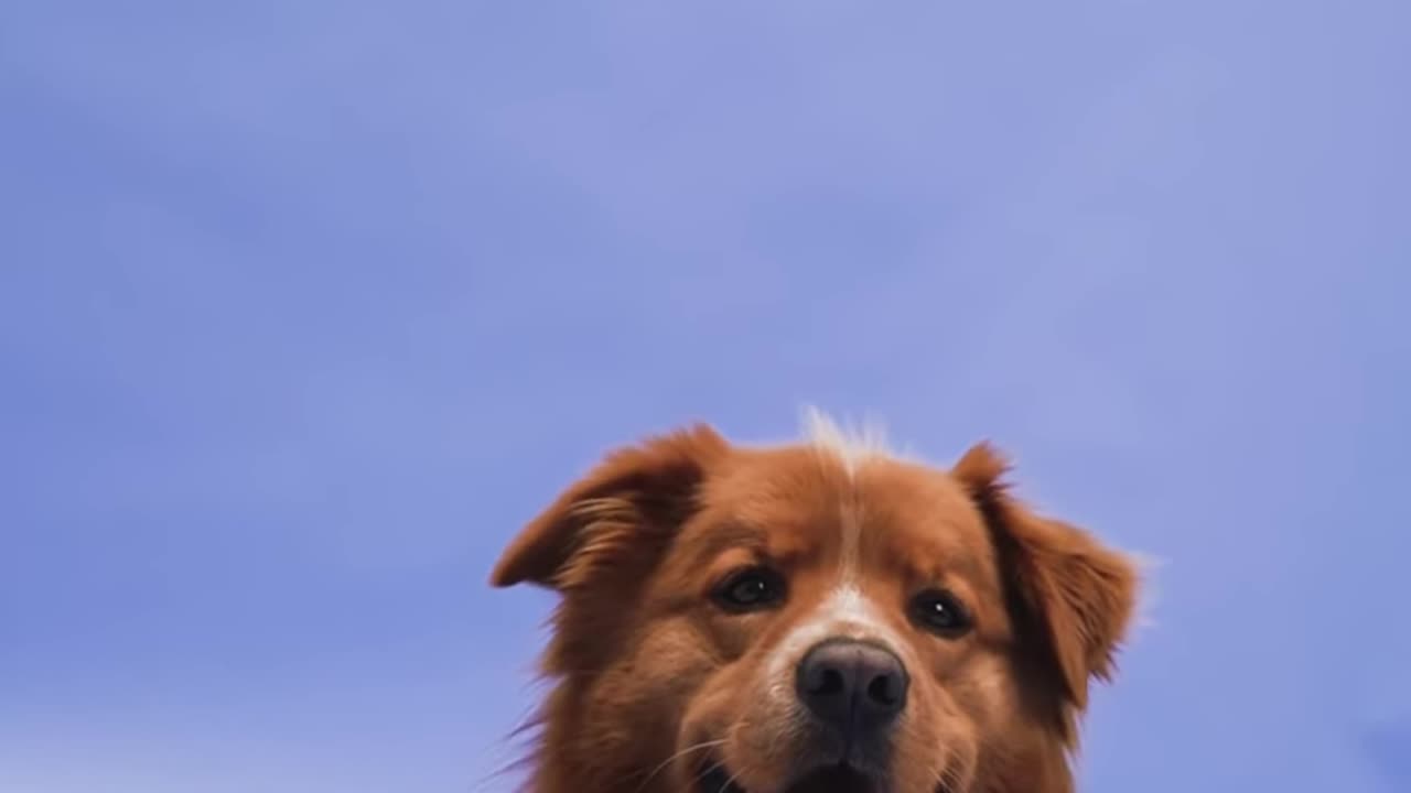 Dog_Video,_4k_Short_Dog_Clip,_4k_Relax_Time(720p)