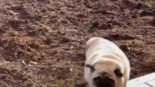 Funniest and Cutest Pug Dog Videos 2022