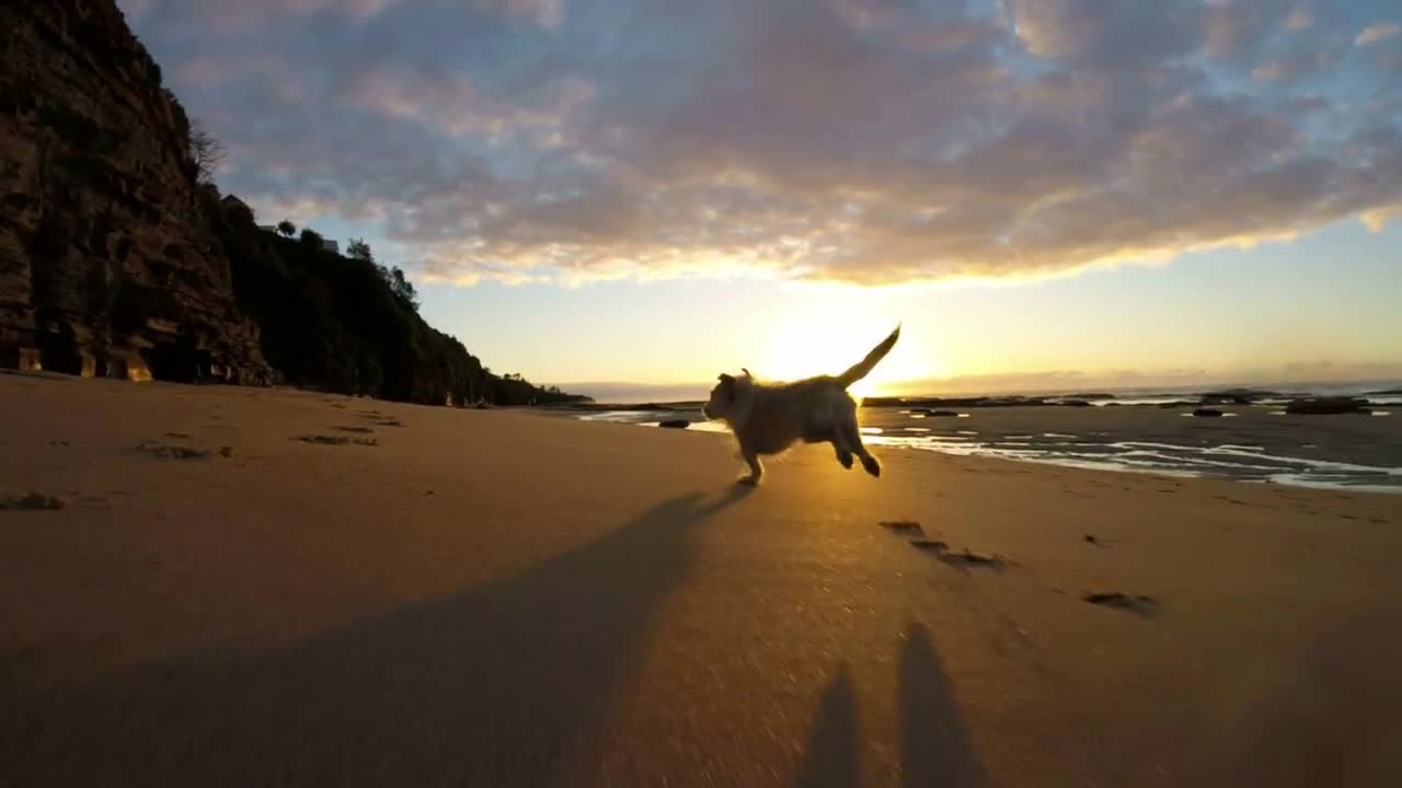 Adorable puppy dog running fast on beach kicking up sand sunrise