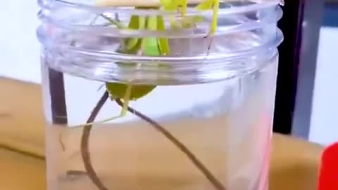 Lowering a Praying Mantis in water to entice the parasites living within