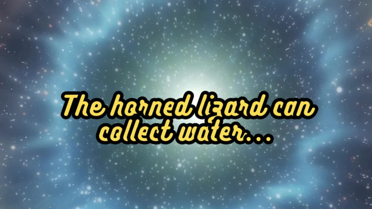 Animal Facts Horned Lizard Water Collection #shorts