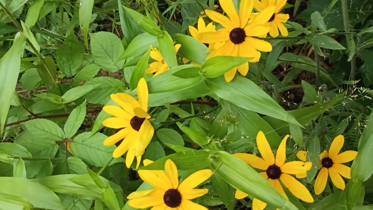 Black-eyed Susans