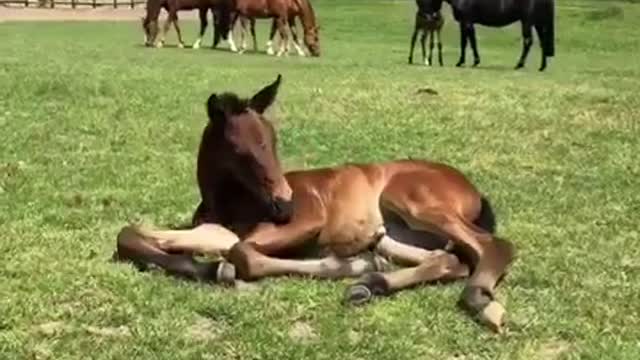 Horses “a baby and a mum”