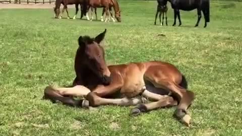 Horses “a baby and a mum”