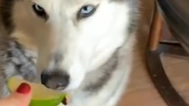 Dogy tasting lemon for the first time.