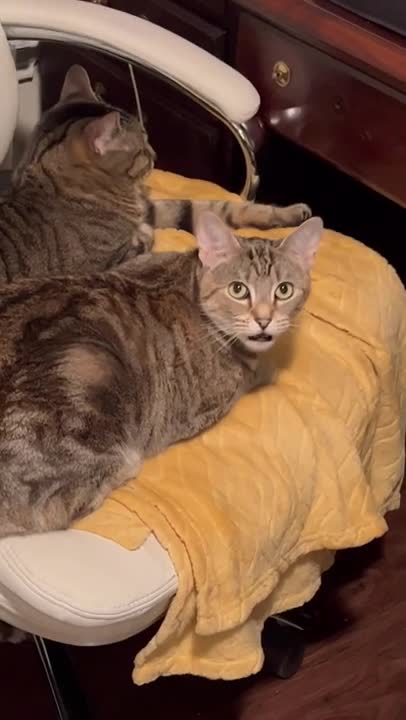 Cats Burning the midnight Oil - Working Late