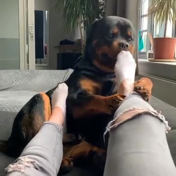 Whats your favorite dog breed, mine is labrador