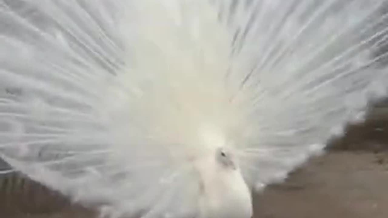 White Peacock's Adorable Dance #shorts #viral #shortsvideo #video