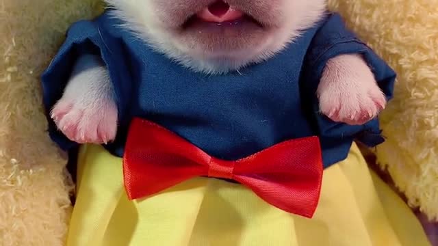 Cute little puppy