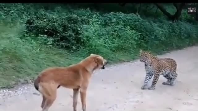 The tiger doesn't eat anymore, the dog ... barking too good