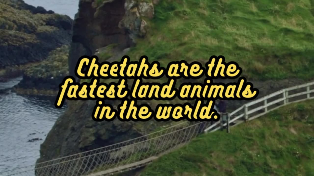 Animal Facts Cheetahs #shorts