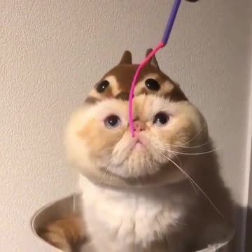 Cat Attack👏😏💗💖