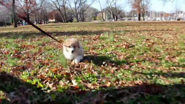 Running puppy