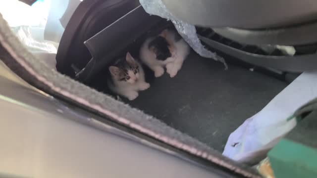 A kitten was born in a broken car.