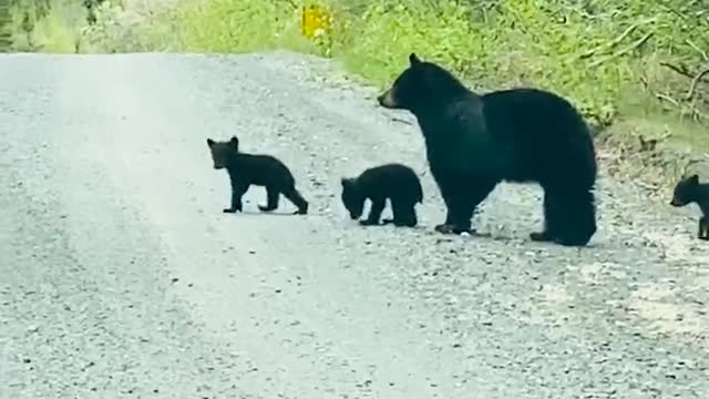 Black Bear Crosses Road With Her Cubs