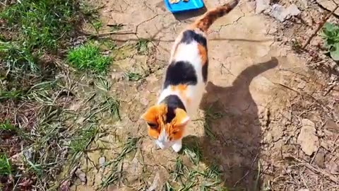 Cute and friendly cats. A video that you will relax while watching. #streetcats #cutecats