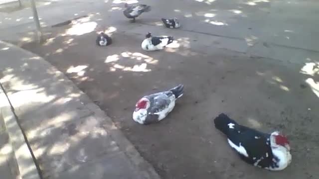 Os patos só querem descansar no parque, embaixo de uma árvore! [Nature & Animals]