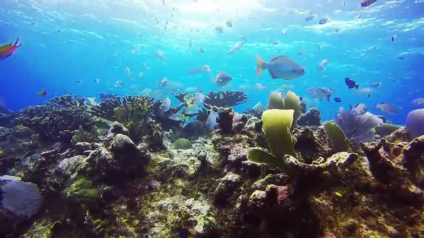 4K-_The_most_beautiful_coral_reefs_and_undersea_on_earth(480p)2022