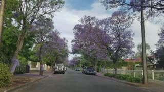 2020-11-23 Westbourne Park Jacaranda