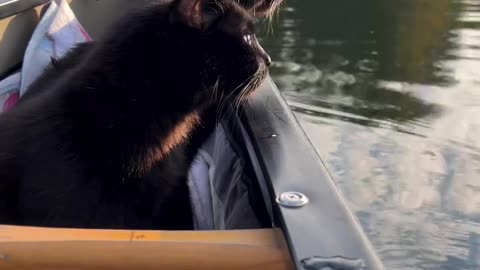 Happy panther purrsday! soaking up, some morning sun