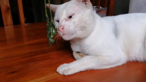 Vegetarian Cat eats Kangkong