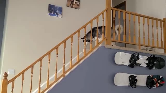 German shepherd and a husky having a little argument