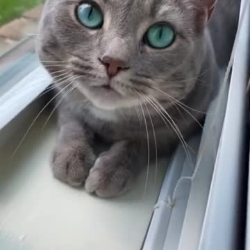 The cat is hiding in the window cute cat