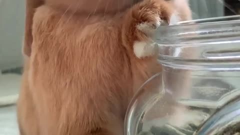 the cutest video in the world