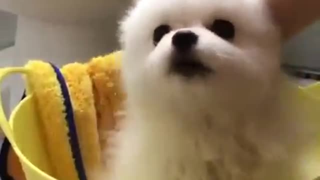 kp12-So CUTE Pomeranian