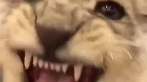 I'm scared of this feline 🙀